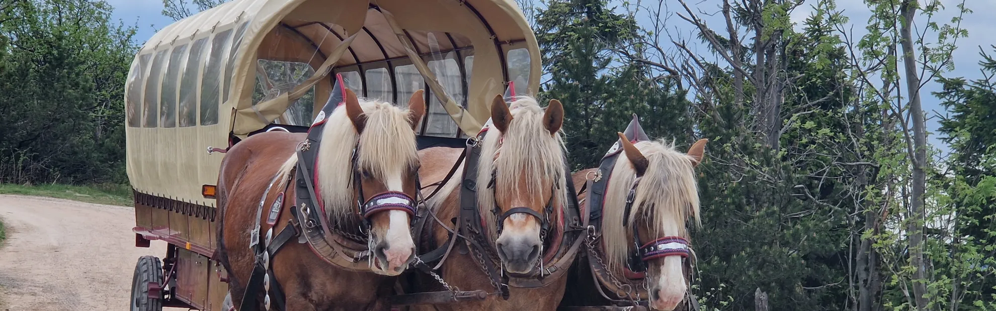 Pferde-Kremsertour im Osterzgebirge