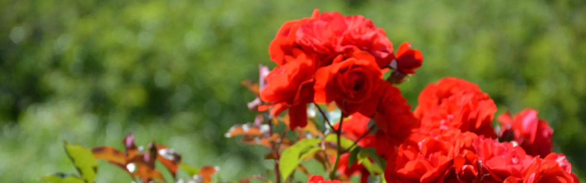 Rosen